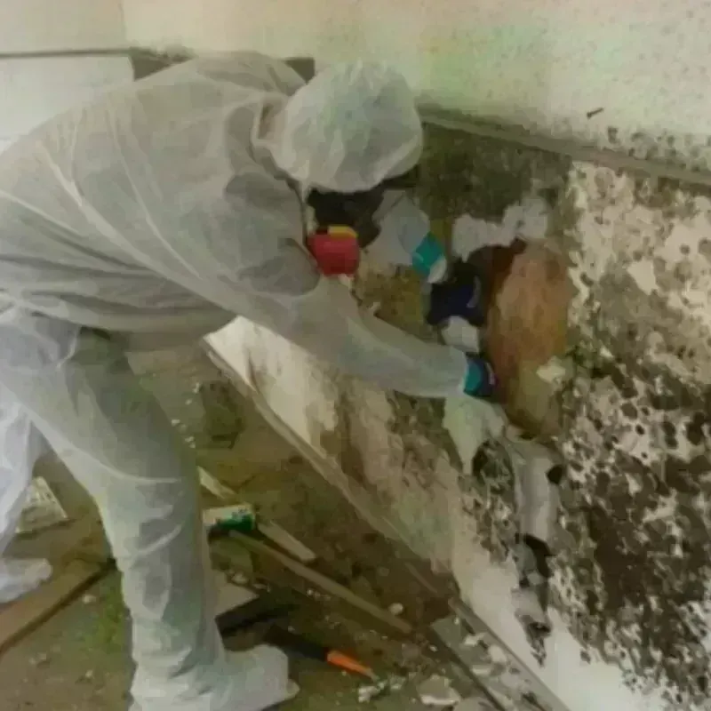 Best Mold Remediation and Removal Service in Ashaway, RI